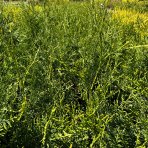 Tuja západná (Thuja occidentalis) ´BRABANT´ - výška 50-80 cm, kont. C3L